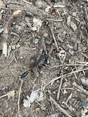 Ammophila