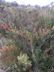 Allocasuarina verticillata