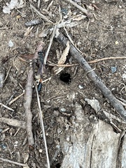 Ammophila