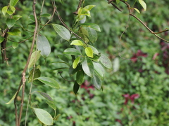 Urceola rosea