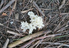 Hericium coralloides