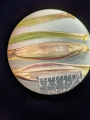 Elymus riparius