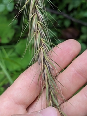 Elymus riparius