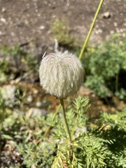 Pulsatilla occidentalis