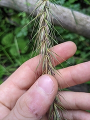 Elymus riparius