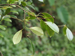 Urceola rosea