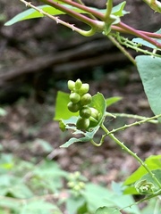 Persicaria perfoliata