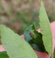 Gyropsylla ilecis