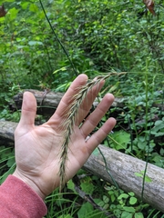 Elymus riparius