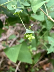 Persicaria perfoliata