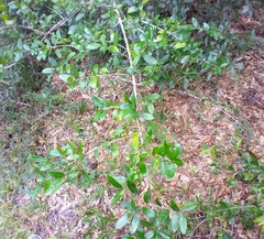 Gyropsylla ilecis
