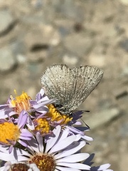 Satyrium