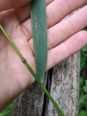 Elymus riparius