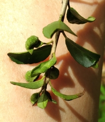 Gyropsylla ilecis