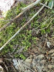 Pleurozium schreberi