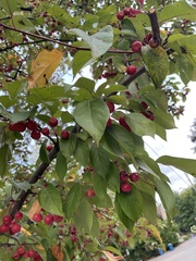 Malus baccata