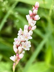 Persicaria