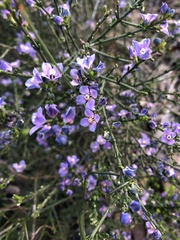 Cyanothamnus coerulescens