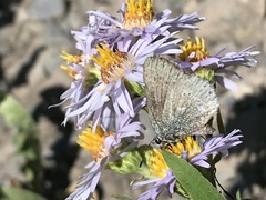 Satyrium