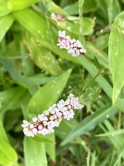 Persicaria