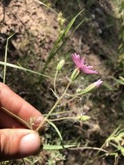 Palafoxia sphacelata