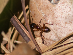 Camponotus americanus
