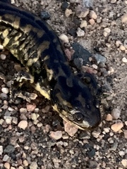 Ambystoma tigrinum