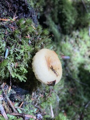 Hydnum repandum