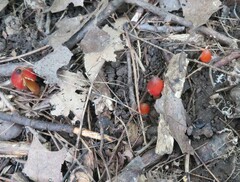 Hygrocybe coccinea