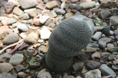 Mammillaria supertexta