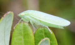 Gyponana