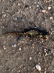 Ambystoma tigrinum