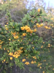 Berberis montana