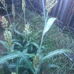 Sorghum bicolor