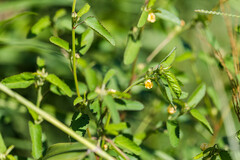 Sida spinosa