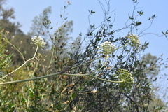 Angelica hendersonii