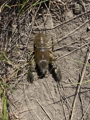 Faxonius virilis