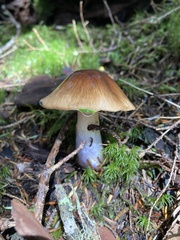 Cortinarius seidliae