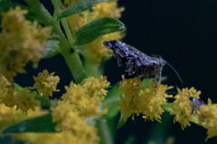 Choreutis pariana
