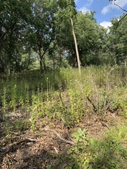 Erechtites hieraciifolius