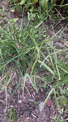 Cynodonteae