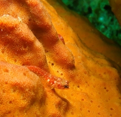 Helcogramma decurrens