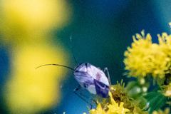 Adelphocoris lineolatus