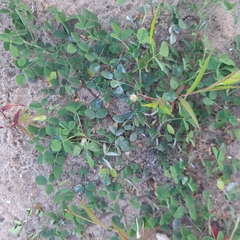 Arachis hypogaea