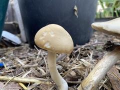 Agrocybe praecox