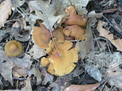 Heimiomyces tenuipes