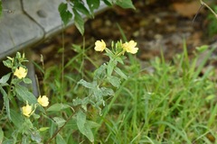 Oenothera biennis