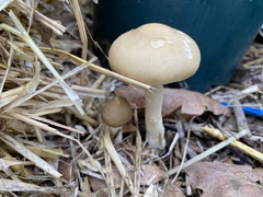 Agrocybe praecox