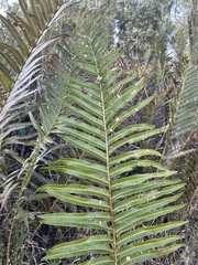 Telmatoblechnum indicum