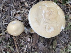 Agrocybe praecox